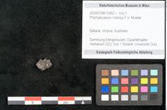 Foto (Objekt + Etikett) von Phymatocaryon mackayi F.V. Mueller (NHMW-GEO-2024-0188-10462)